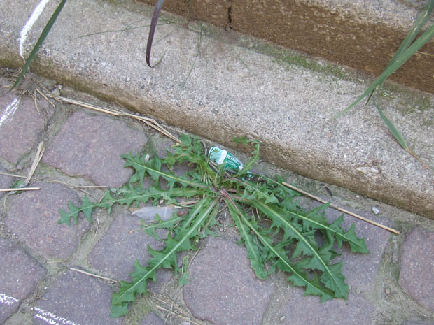 tarassaco comune - taraxacum officinale - ph in loco- mi giu 2011